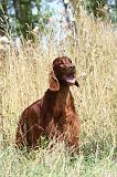 SETTER IRLANDAIS 075